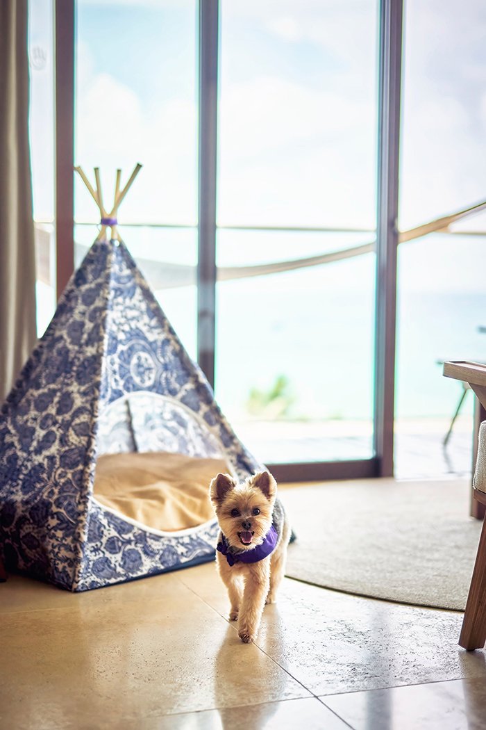 Escápate con tu mejor amigo: 5 destinos pet friendly